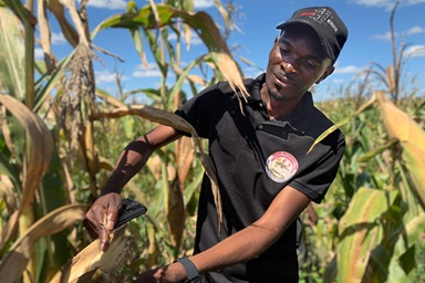 Engineer Sabin Mulang, director of the Development and Projects Office for the South Congo and Zambia Episcopal Area, inspects corn crops at an agropastoral site in Kingandu, Congo. Vast fields of corn and soybeans are at the heart of The United Methodist Church’s initiative to combat food dependency in southern Congo. Photo by Christian Kasweka, UM News. Engineer Sabin Mulang, director of the Development and Projects Office for the South Congo and Zambia Episcopal Area, inspects corn crops at an agropastoral site in Kingandu, Congo. Vast fields of corn and soybeans are at the heart of The United Methodist Church’s initiative to combat food dependency in southern Congo. Photo by Christian Kasweka, UM News.