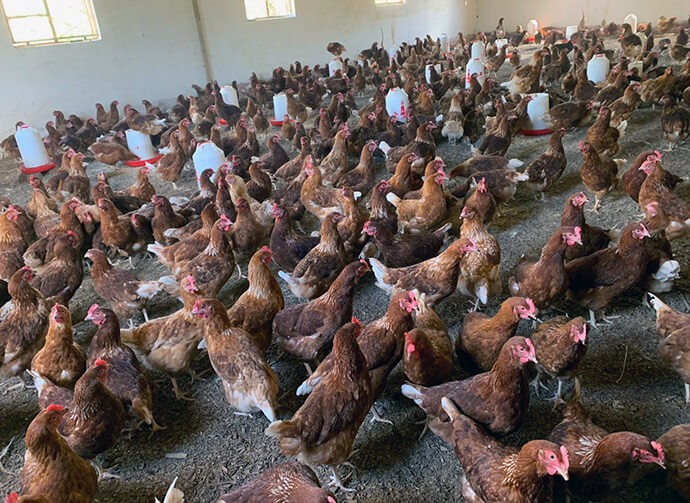 One of the chicken coops at the Kingandu farm houses more than 1,500 laying hens, contributing to egg production for the community. The church-supported farming initiatives aim to reduce the region’s dependence on food aid. Photo by Christian Kasweka, UM News.