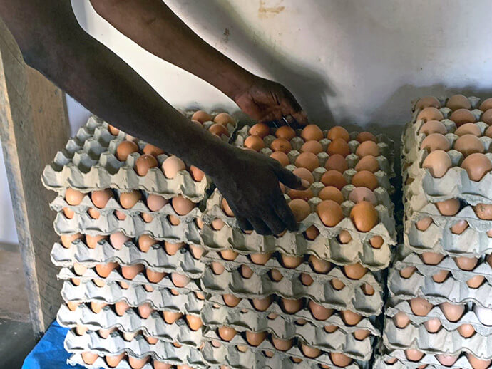 A worker handles trays of fresh eggs produced at a church-supported agropastoral site in Kingandu, Congo. Egg production is a key component of The United Methodist Church’s initiatives to strengthen food self-sufficiency and provide a stable source of income for communities in southern Congo. Photo by Christian Kasweka, UM News.