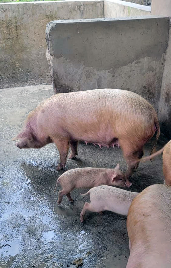 Pigs are raised as part of the Kasenga agropastoral project in Milandu, Congo, another church intervention site. Pig farming is an essential component of the Yambasu Agricultural Initiative projects in the South Congo and Zambia Episcopal Area to ensure food security and provide sources of income for beneficiaries. Photo by Christian Kasweka, UM News.