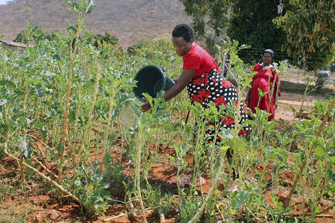Angela Chatyora arrose un jardin à l'hôpital Old Mutare Mission au Zimbabwe. « Arroser nos légumes nous aide à faire de l'exercice et favorise le mouvement du bébé. Nous apprécions cela », dit-elle. L'hôpital fournit des repas quotidiens aux mères en attente d'accouchement. Photo de Kudzai Chingwe, UM News.