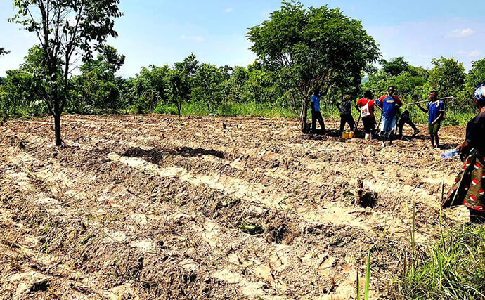 Terreno preparado manualmente, para receber culturas de longa e curta duração para produção de  mandeoca, feijão e outros produtos. Foto de João Nhanga, Notícias MU.