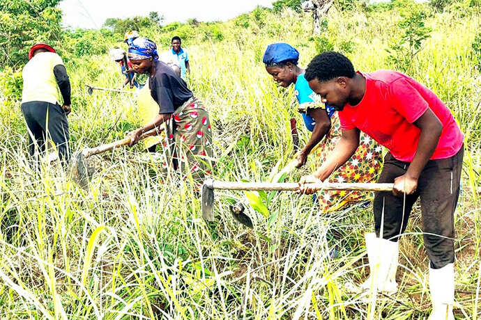 Membros da Igreja Metodista Unida Dona Melba em Cangandala, distrito de Malanje, desmatam terra arável para fazer lavra de autossustento da igreja local, distrito e a Conferência. Foto de João Nhanga, Noticias MU.