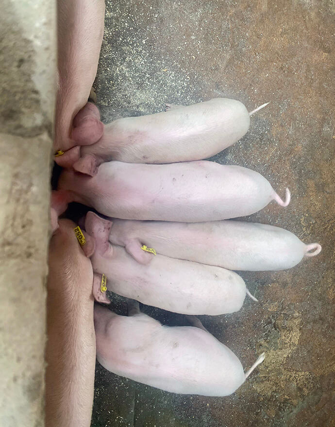 Rehabilitation of the pig house at Mikundi Dairy Farm in Blantyre, Malawi, is a priority to minimize heat pressure and ensure optimal conditions. The goal for 2026 is to have around 100 pigs at the farm; currently they have 27. Photo by Francis Nkhoma, UM News.