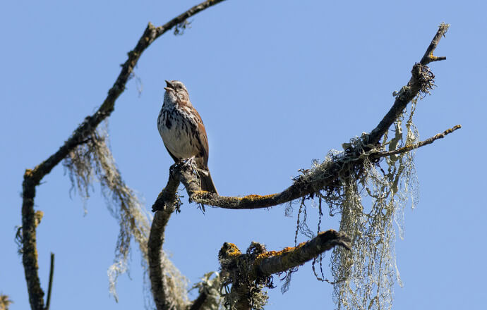 A song sparrow sings while perched on a branch at Tolay Lake Regional Park. 