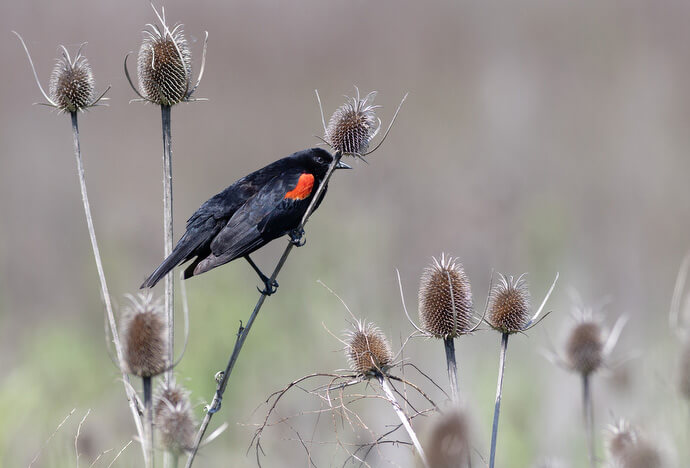 A red-winged blackbird perches on a common teasel plant at Tolay Lake Regional Park during a Sacred Ground field trip. 