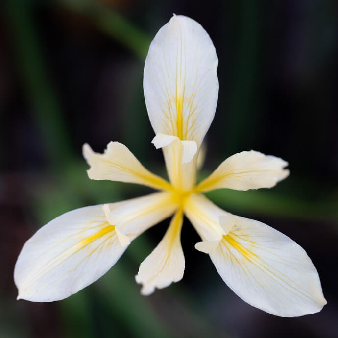 A wild iris blooms at Sugarloaf Ridge State Park in Kenwood, Calif.