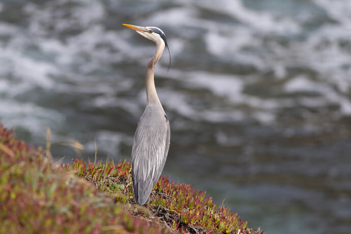 A great blue heron walks along the bluff overlooking Bodega Bay, Calif. 