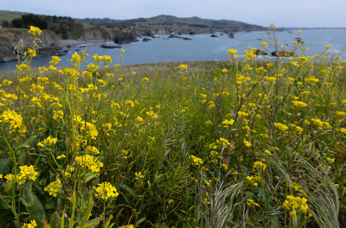 Wild mustard grows along the Sonoma coast at Duncan’s Landing Overlook near Bodega Bay. An invasive species, wild mustard is thought to have been introduced to California by Franciscan priests who scattered the seeds along the Camino Real to make the road easier to find. 