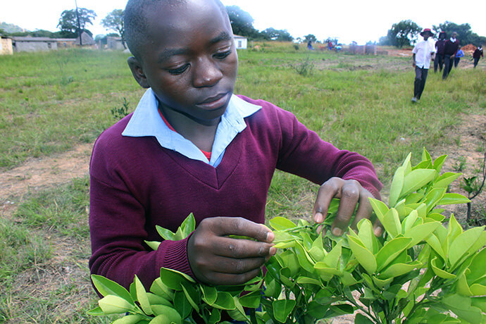 Pardon Mandere inspecte un arbre planté par des élèves de la mission méthodiste unie de Hanwa, au Zimbabwe, à la recherche de ravageurs et de maladies. Photo de Kudzai Chingwe, UM News.